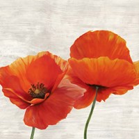 Bright Poppies II Fine Art Print