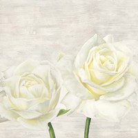 Classic Roses I Fine Art Print