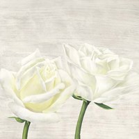 Classic Roses II Fine Art Print
