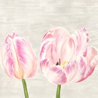 Classic Tulips I Fine Art Print