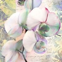 Kaleidoscope Orchid (detail) Fine Art Print