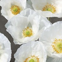 Poppies on Chalkboard II Fine Art Print