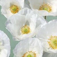 Poppies on Mint II Fine Art Print