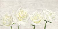 Classic Roses Fine Art Print