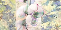 Kaleidoscope Orchid Fine Art Print