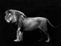 Panthera Leo Fine Art Print