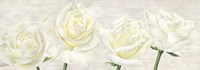 Classic Roses Fine Art Print