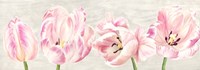Classic Tulips Fine Art Print