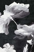 Dark Beauty II Fine Art Print