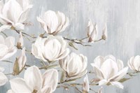 White Magnolia Fine Art Print