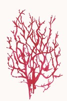 Red Reef Coral I Framed Print