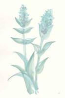 Lambs Ear Sage II Fine Art Print