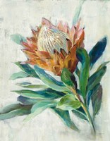 Protea Fine Art Print