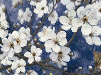 Cherry Blossoms I Indigo Crop Fine Art Print