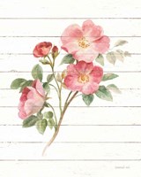 Sprigs of Summer II Framed Print