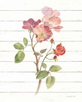 Sprigs of Summer I Framed Print