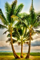 Triple Palm Fine Art Print