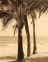 Palm Beach II Fine Art Print