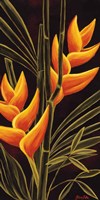 Heliconia Fine Art Print