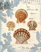 Seashell Collection I Fine Art Print