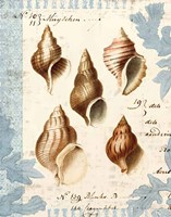 Seashell Collection II Fine Art Print