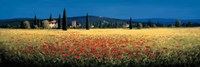 Tuscan Panorama - Poppies Fine Art Print
