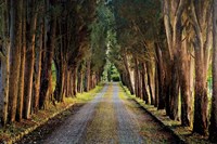 Tree Tunnel Fine Art Print