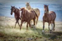 Morning Stroll Fine Art Print