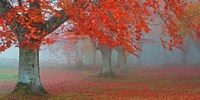 Arboles Rojos Fine Art Print