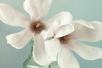 Magnolias Fine Art Print