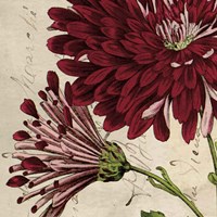 Joyful Bloom II Fine Art Print