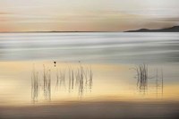 Golden Fine Art Print