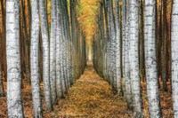 Tree Farm Fine Art Print