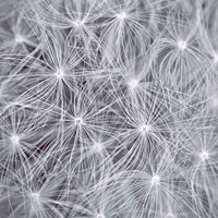 Natural Designs I Fine Art Print