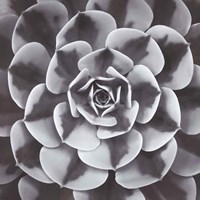 Natural Designs III Fine Art Print