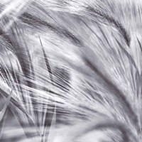 Natural Designs IV Fine Art Print