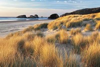 Dune Grass And Beach Fine Art Print