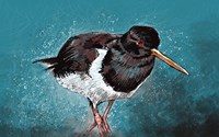 Oyster Catcher Fine Art Print