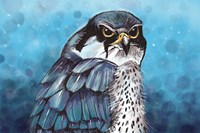 Falcon Fine Art Print