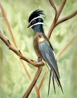Bird on Branch Fine Art Print