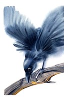 Crow Fine Art Print
