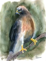 Hawk Fine Art Print