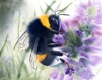 Bee IV Fine Art Print