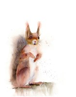 Squirrel Fine Art Print