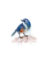 Blue Bird Fine Art Print