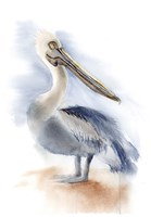 Pelican IV Fine Art Print