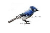 Blue Jay Fine Art Print