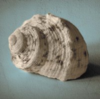 Seashell Study I Fine Art Print