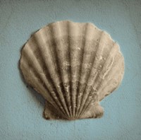 Seashell Study II Fine Art Print