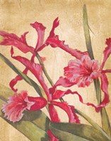 Hawaiian Tropics I Fine Art Print